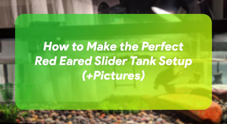 How to Make the Perfect Red Eared Slider Tank Setup