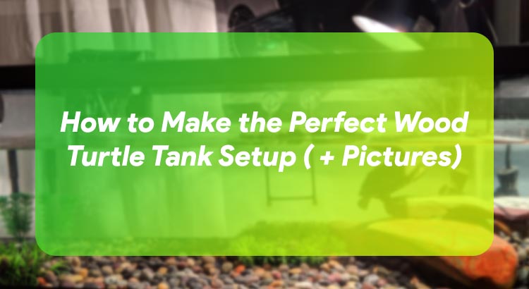 How to Make the Perfect Wood Turtle Tank Setup (+Pictures)