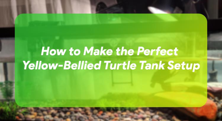 How to Make the Perfect Yellow-Bellied Turtle Tank Setup