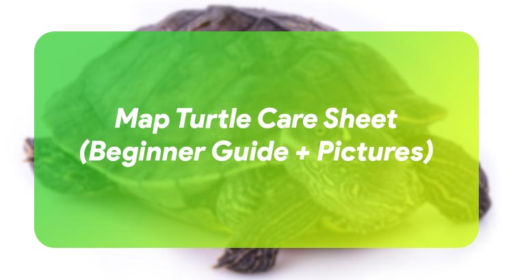 Map Turtle Care Sheet (Beginner Guide + Pictures)