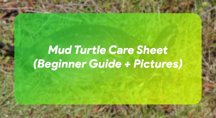 Mud Turtle Care Sheet (Beginner Guide + Pictures)