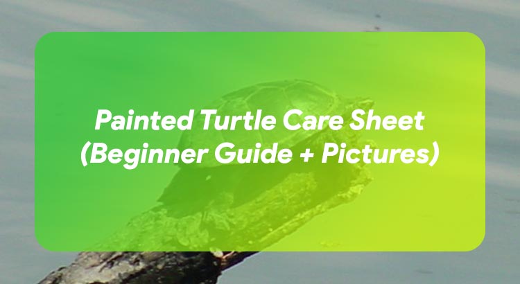 Musk Turtle Care Sheet (Beginner Guide + Pictures)