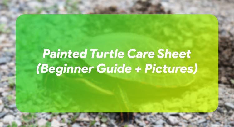 Painted Turtle Care Sheet (Beginner Guide + Pictures)