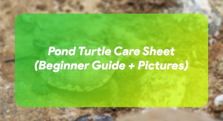 Pond Turtle Care Sheet (Beginner Guide + Pictures)