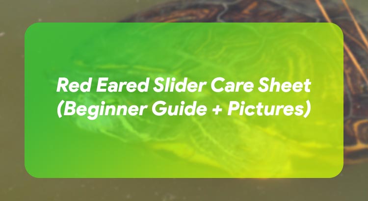 Red Eared Slider Care Sheet (Beginner Guide + Pictures)
