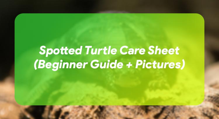 Spotted Turtle Care Sheet (Beginner Guide + Pictures)