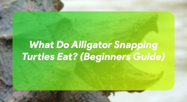 What Do Alligator Snapping Turtles Eat? (Beginners Guide)