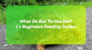 What Do Box Turtles Eat? ( + Beginners Feeding Guide) – TurtleOwner.com