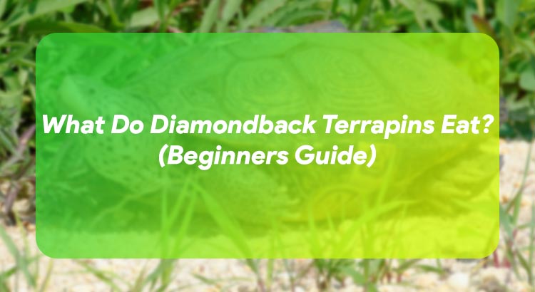 What Do Diamondback Terrapins Eat? (Beginners Guide)