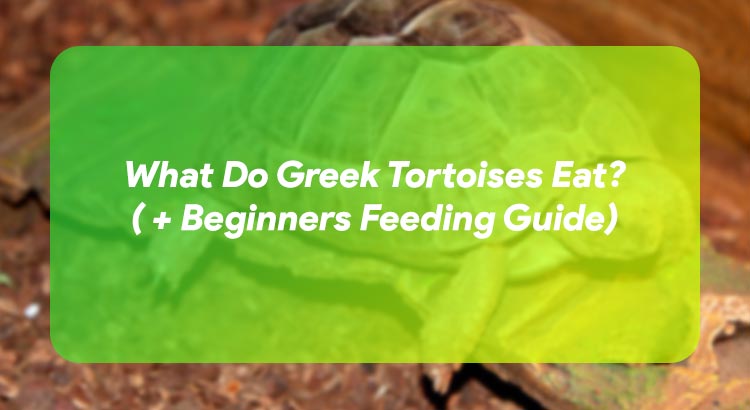 What Do Greek Tortoises Eat? ( + Beginners Feeding Guide)