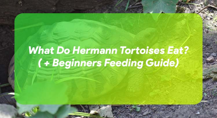 What Do Hermann Tortoises Eat? ( + Beginners Feeding Guide)