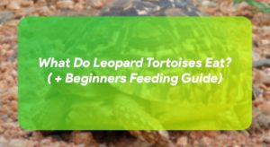 What Do Leopard Tortoises Eat? ( + Beginners Feeding Guide ...