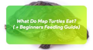 What Do Map Turtles Eat? ( + Beginners Feeding Guide) – TurtleOwner.com