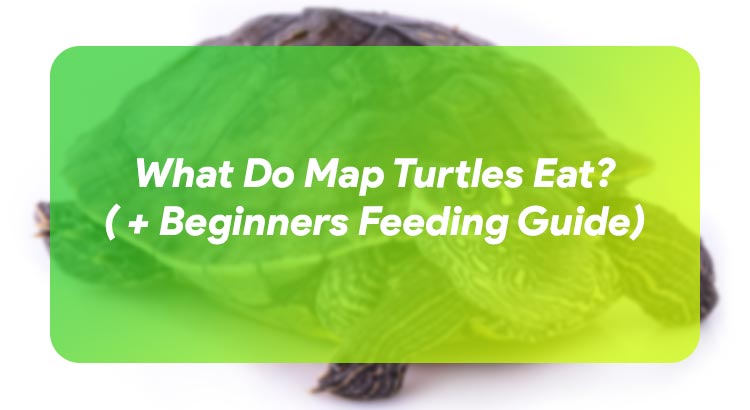 What Do Map Turtles Eat? ( + Beginners Feeding Guide)