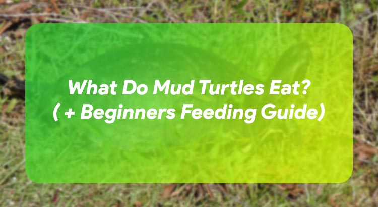 What Do Mud Turtles Eat? ( + Beginners Feeding Guide)