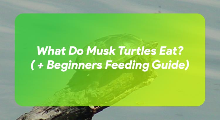 What Do Musk Turtles Eat? ( + Beginners Feeding Guide)