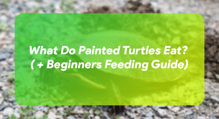 What Do Painted Turtles Eat? ( + Beginners Feeding Guide)