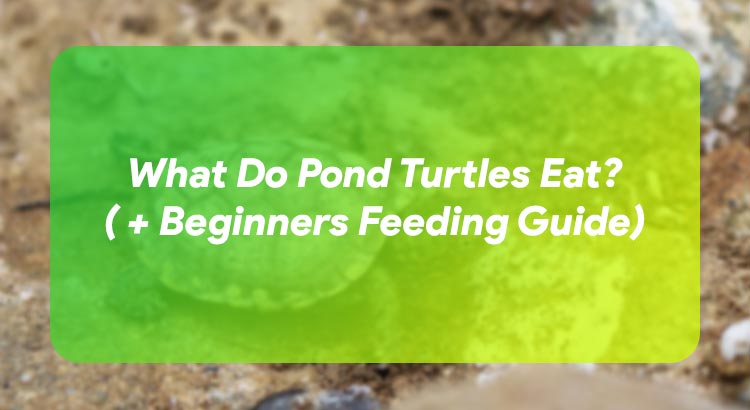 What Do Pond Turtles Eat? ( + Beginners Feeding Guide)