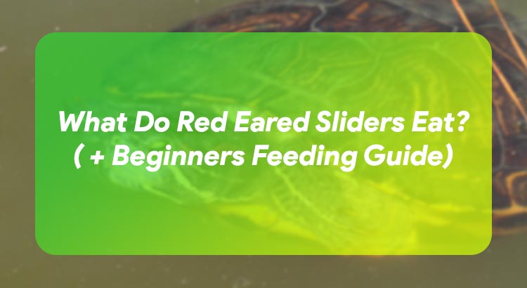 What Do Red Eared Sliders Eat? ( + Beginners Feeding Guide)