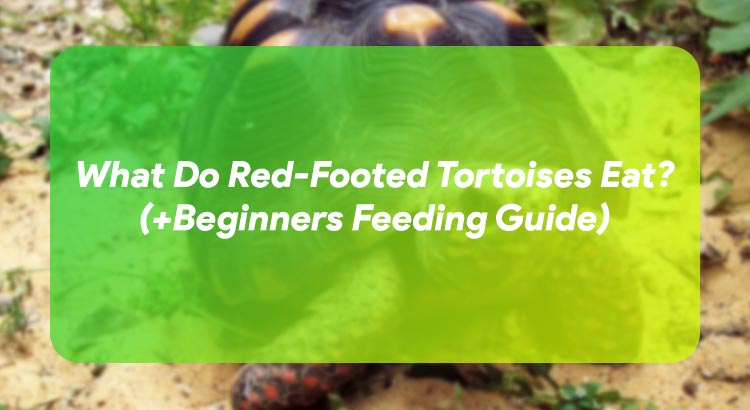 What Do Red-Footed Tortoises Eat? (+Beginners Feeding Guide)