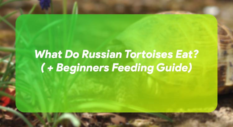 What Do Russian Tortoises Eat? ( + Beginners Feeding Guide)