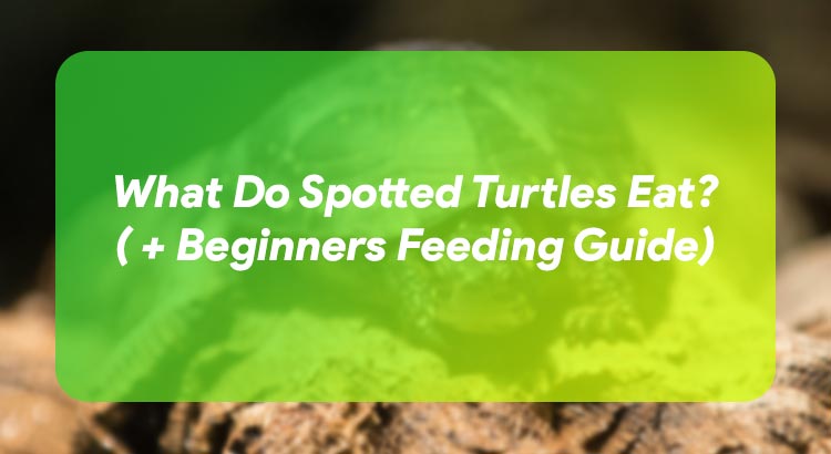 What Do Spotted Turtles Eat? ( + Beginners Feeding Guide)