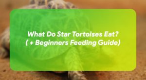 What Do Star Tortoises Eat? ( + Beginners Feeding Guide) – TurtleOwner.com