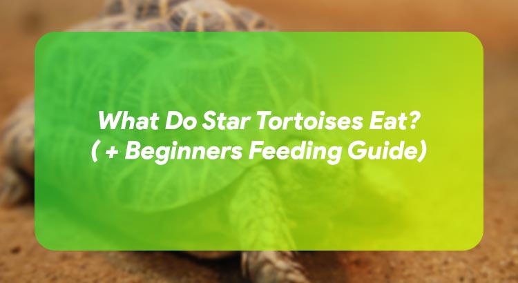 What Do Star Tortoises Eat? ( + Beginners Feeding Guide)