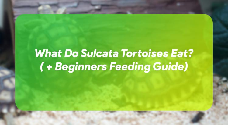 What Do Sulcata Tortoises Eat? ( + Beginners Feeding Guide)