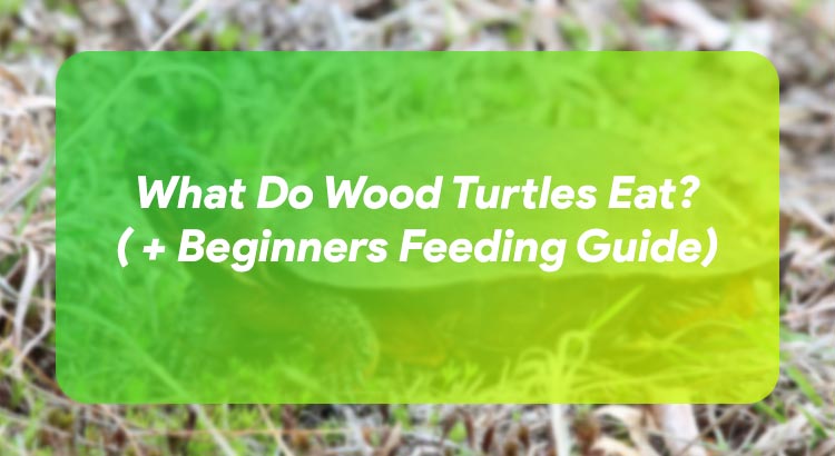What Do Wood Turtles Eat? ( + Beginners Feeding Guide)