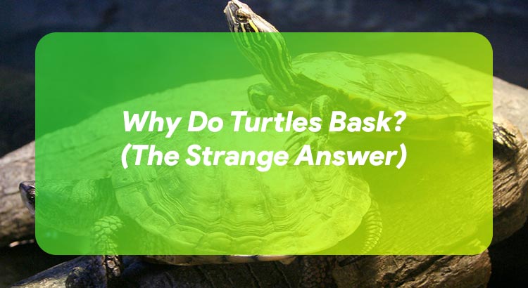 Why Do Turtles Bask? (The Strange Answer)