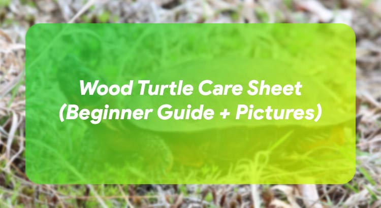 Wood Turtle Care Sheet (Beginner Guide + Pictures)