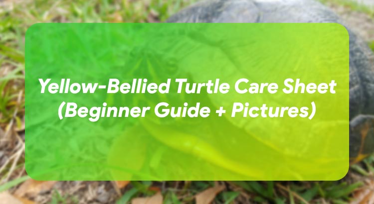 Yellow-Bellied Turtle Care Sheet (Beginner Guide + Pictures)