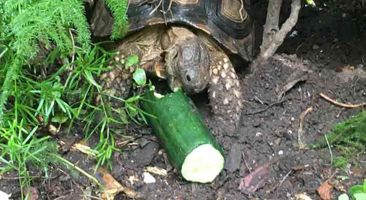 Can Turtles Eat Cucumbers?