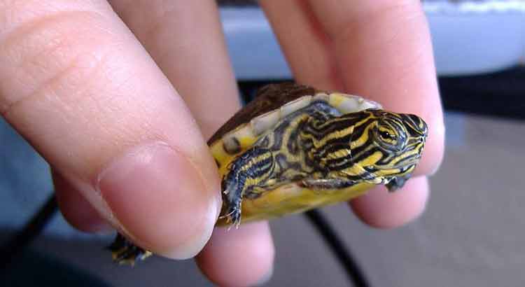 Do Turtles Like to Be Held or Petted?