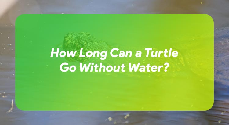 How Long Can a Turtle Go Without Water?