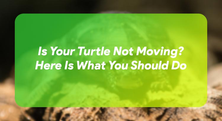 Is Your Turtle Not Moving? Here Is What You Should Do