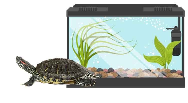 Can I Take My Turtle Out of the Tank? The Final Answer