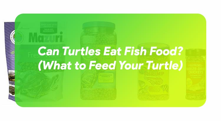 Can Turtles Eat Fish Food? (+What to Feed Your Turtle)