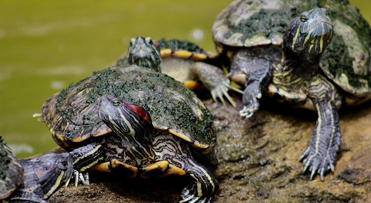 Are Turtles Dirty? (What You Should Know Before Getting One)