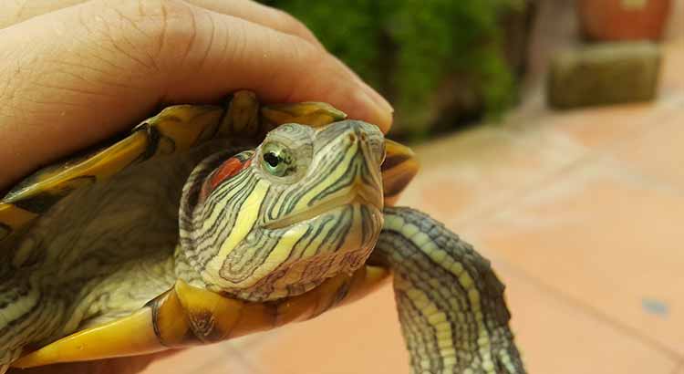 Do Red Eared Sliders Bite? (+Real Life Experience)