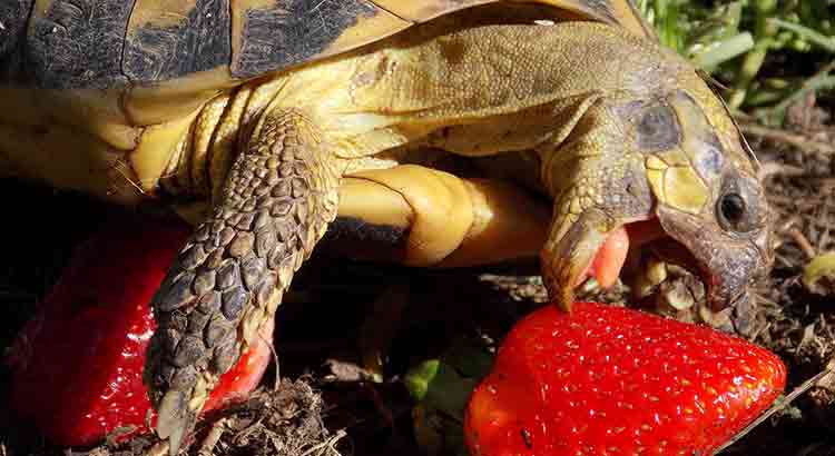 Can Tortoises Eat Strawberries? (Advantages + Disadvantages)