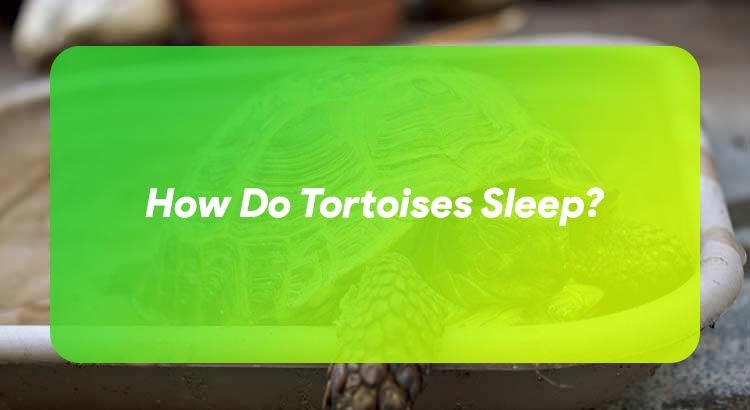 How Do Tortoises Sleep?