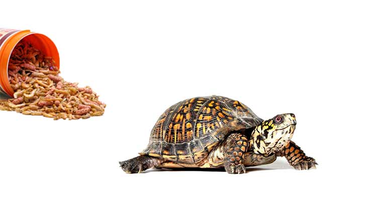 7 Reasons Why Your Tortoise Is Not Eating