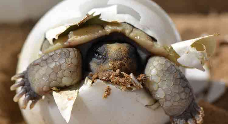 How to Tell if Your Tortoise Is Pregnant