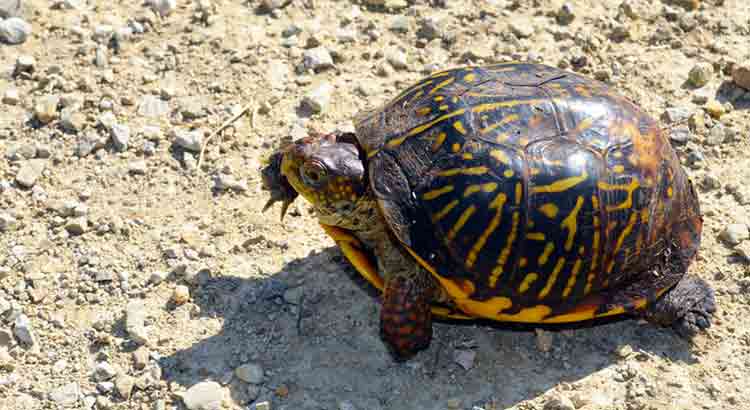 Can Turtles Live Without Water?