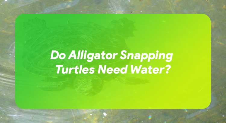 Do Alligator Snapping Turtles Need Water?