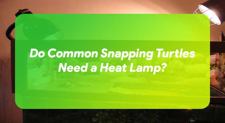Do Common Snapping Turtles Need a Heat Lamp?
