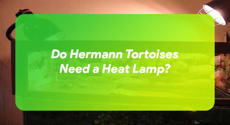 Do Hermann Tortoises Need a Heat Lamp?