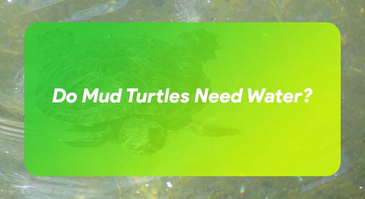 Do Mud Turtles Need Water?